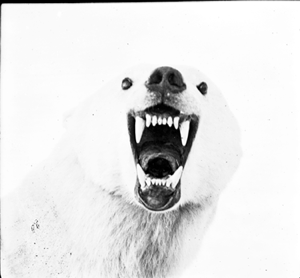 Image of Polar bear head, front view. Mouth wide